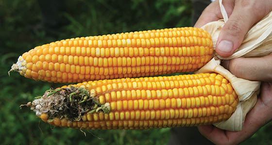 Understanding GMOs: Science, Benefits, and Controversies