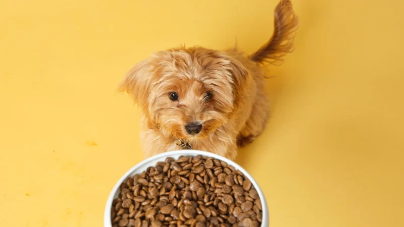 The Rise of Grain-Free Dog Food: A Comprehensive Guide