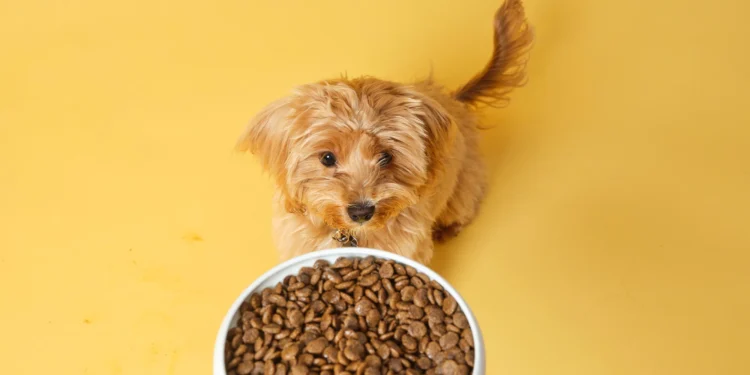 The Rise of Grain-Free Dog Food: A Comprehensive Guide